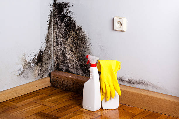 Why You Should Choose Our Mold Remediation Services in Lexington, TX